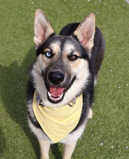 STEVIE ATHENS - German Shepherd Dog / Husky available for adoption