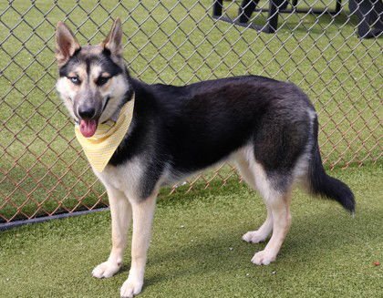 STEVIE ATHENS - German Shepherd Dog / Husky available for adoption