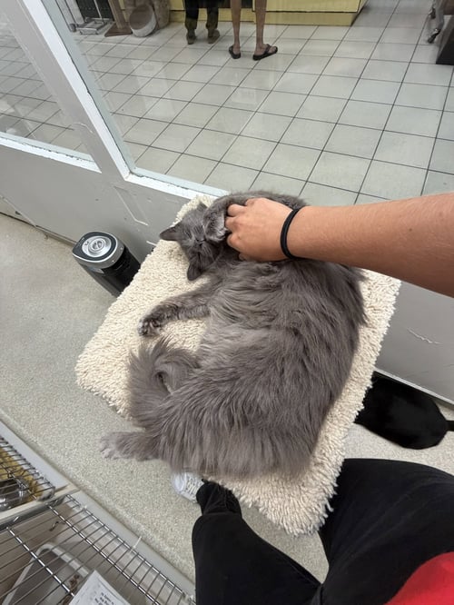 SMOKEY RM - Domestic Short Hair available for adoption