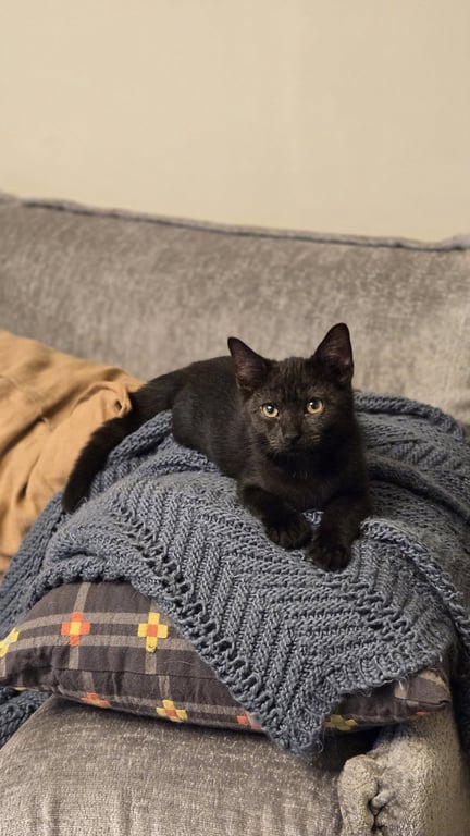Raven's Brownie KITTEN Image