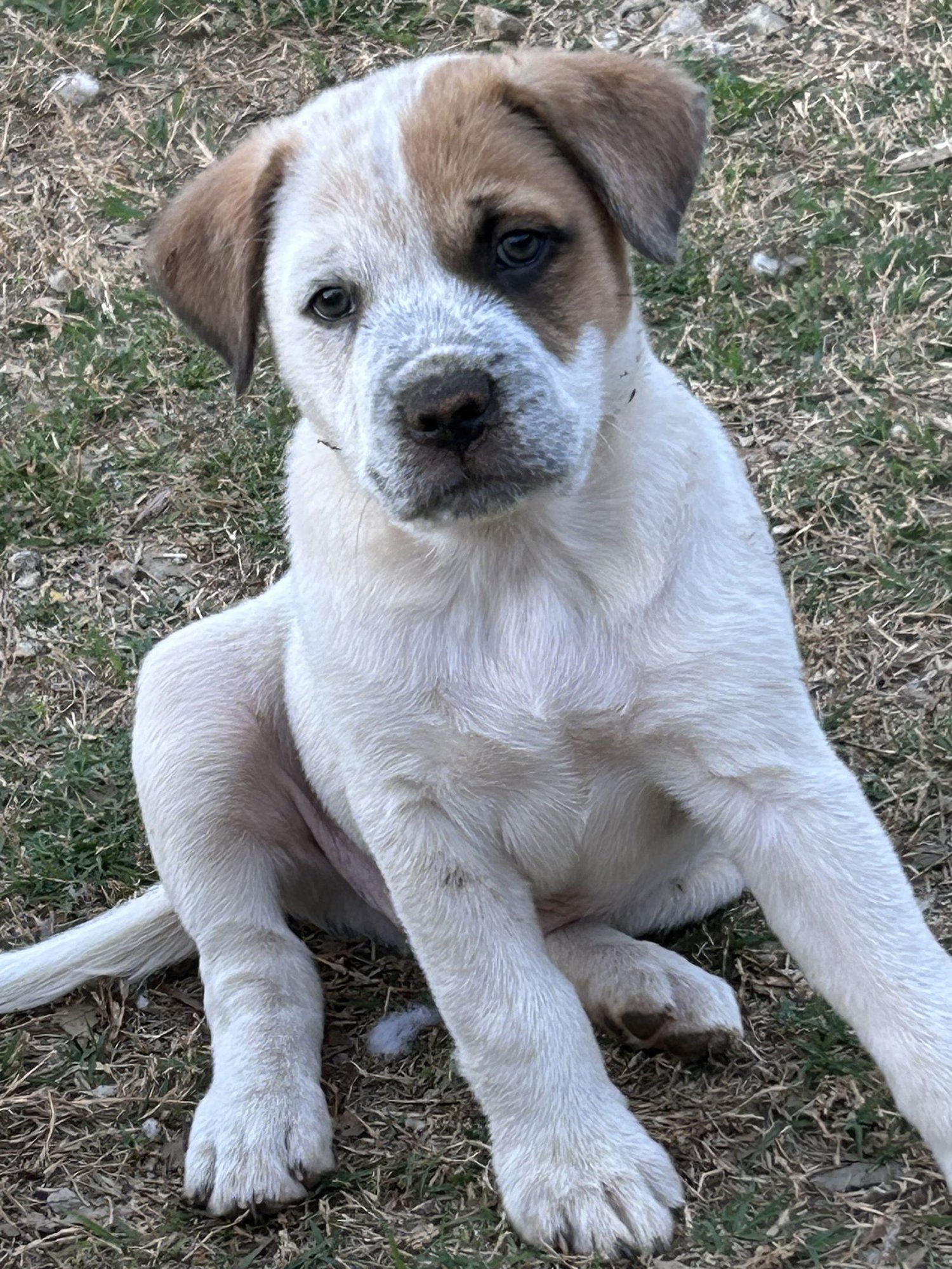 CHONG LONESTAR - Australian Cattle Dog/Blue Heeler available for adoption