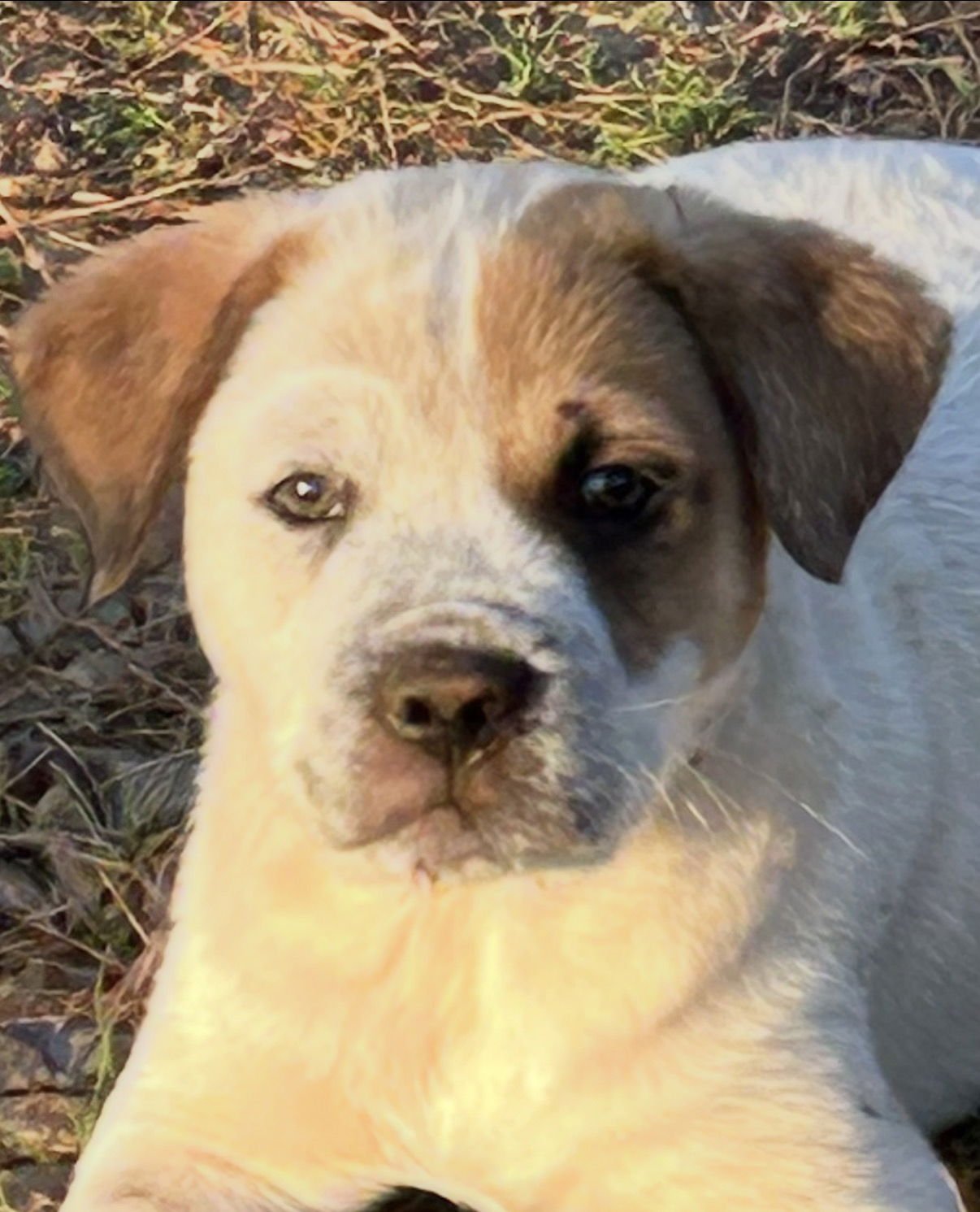 CHONG LONESTAR - Australian Cattle Dog/Blue Heeler available for adoption