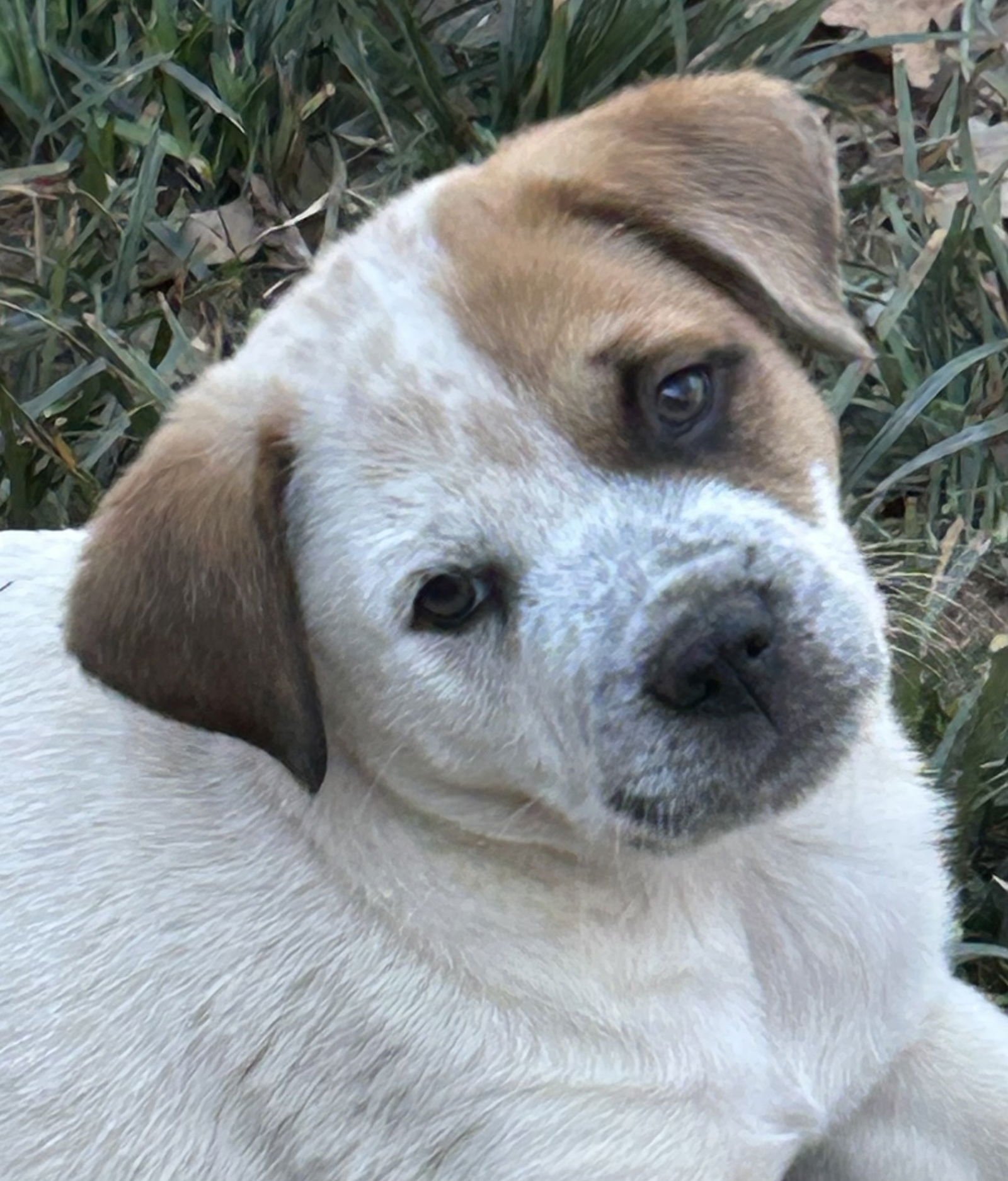 Chong Lonestar - Photo 3