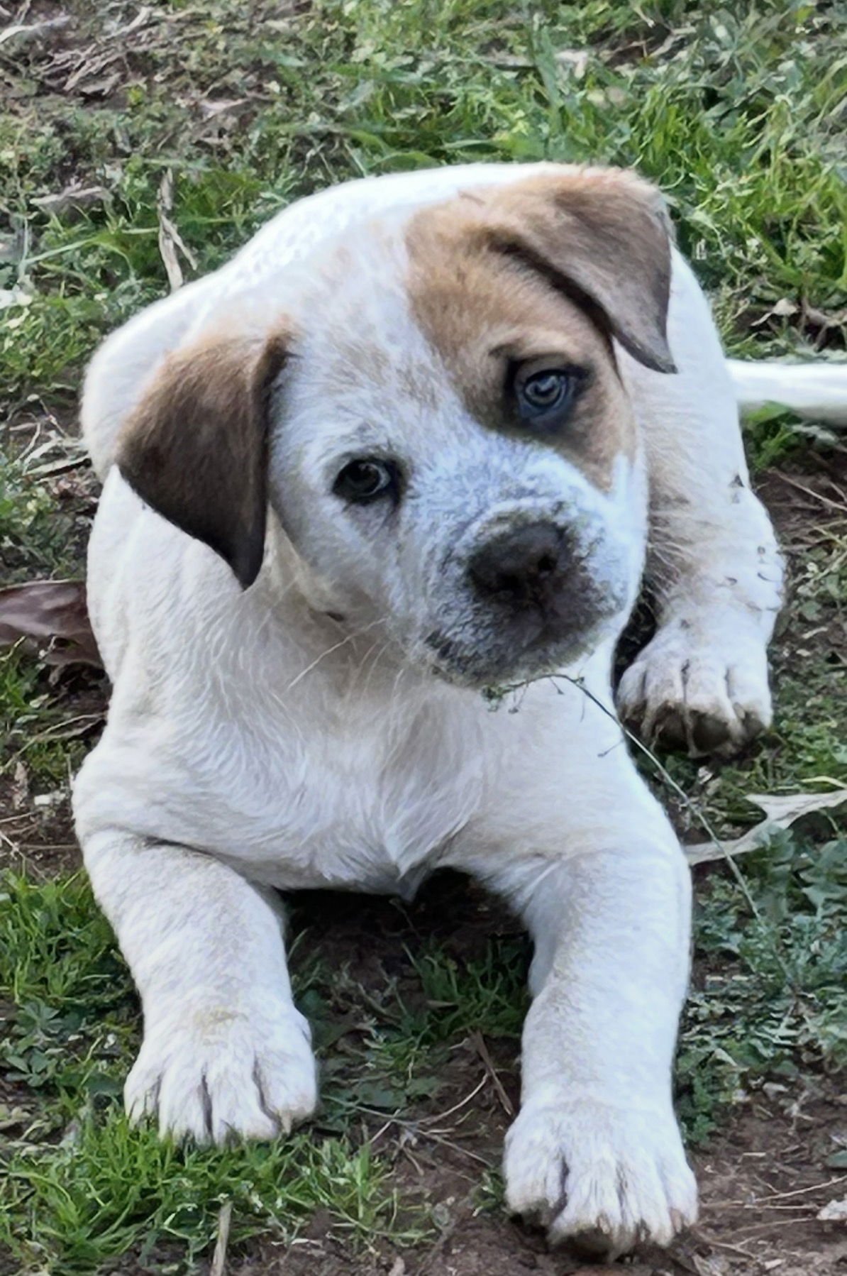 Chong Lonestar - Photo 4