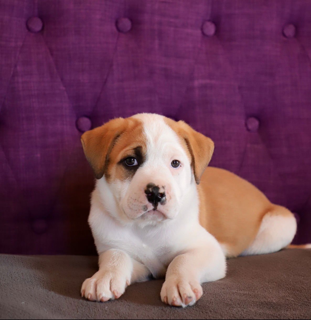 HOPPER LONESTAR - American Bulldog / Boxer available for adoption