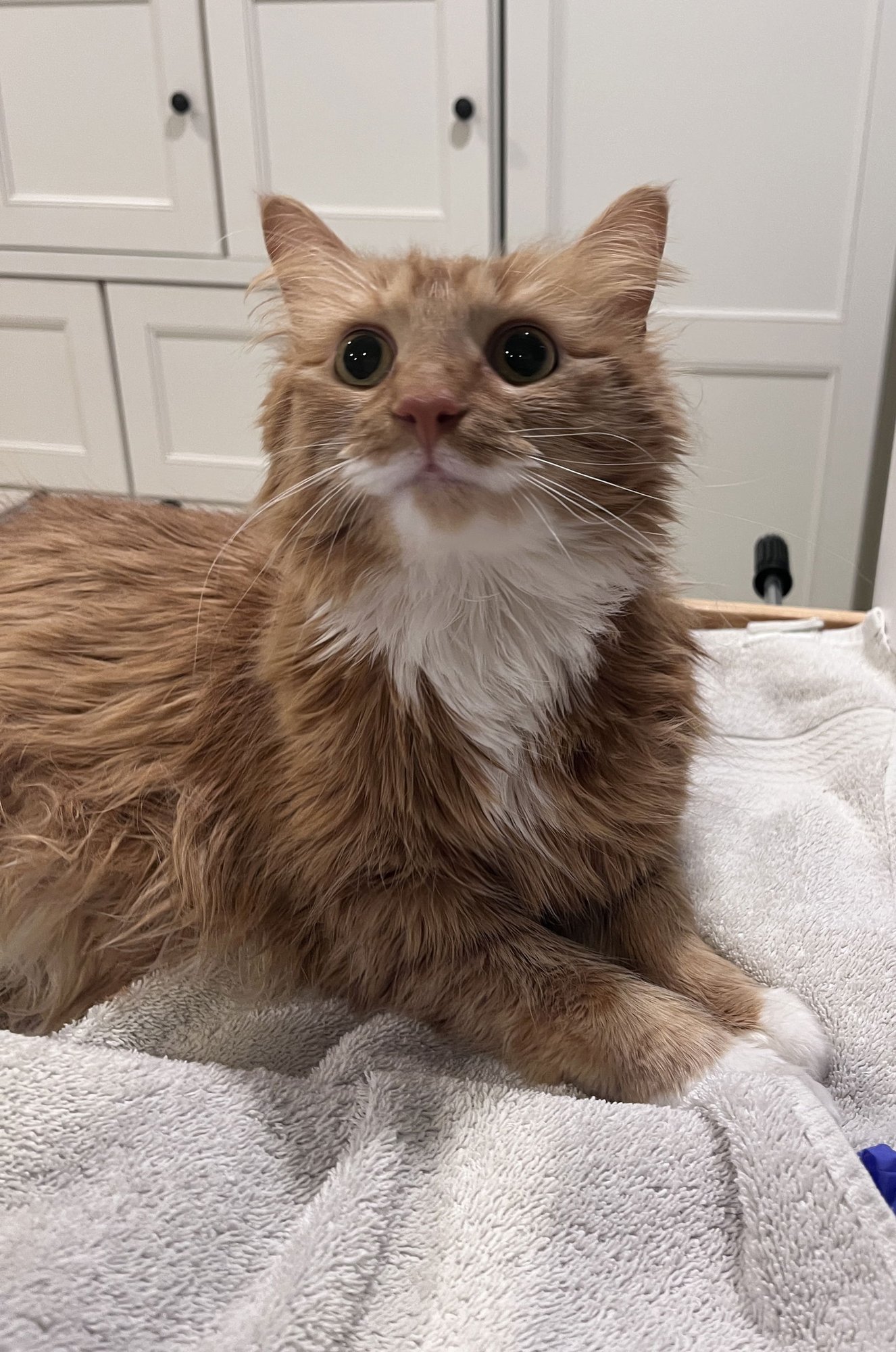 GINNY RM - Domestic Long Hair available for adoption