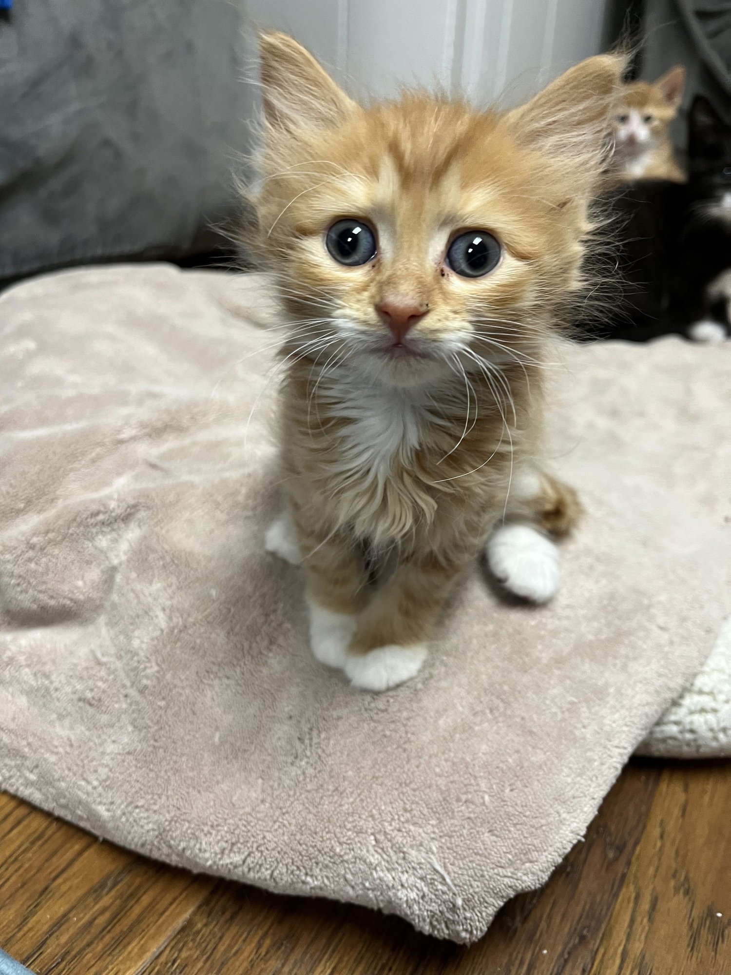 GINNY RM - Domestic Long Hair available for adoption