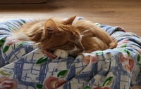 Toby - Photo 4