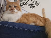Toby - Photo 3