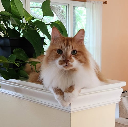 TOBY - Domestic Long Hair available for adoption