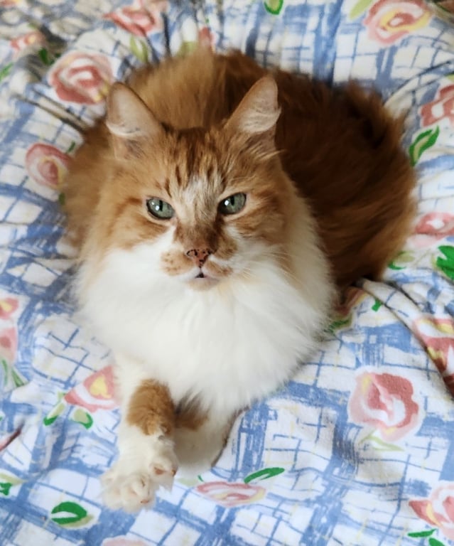 Toby Image