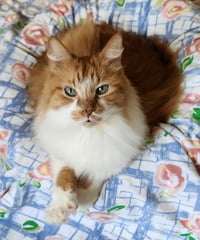 Toby - Photo 1