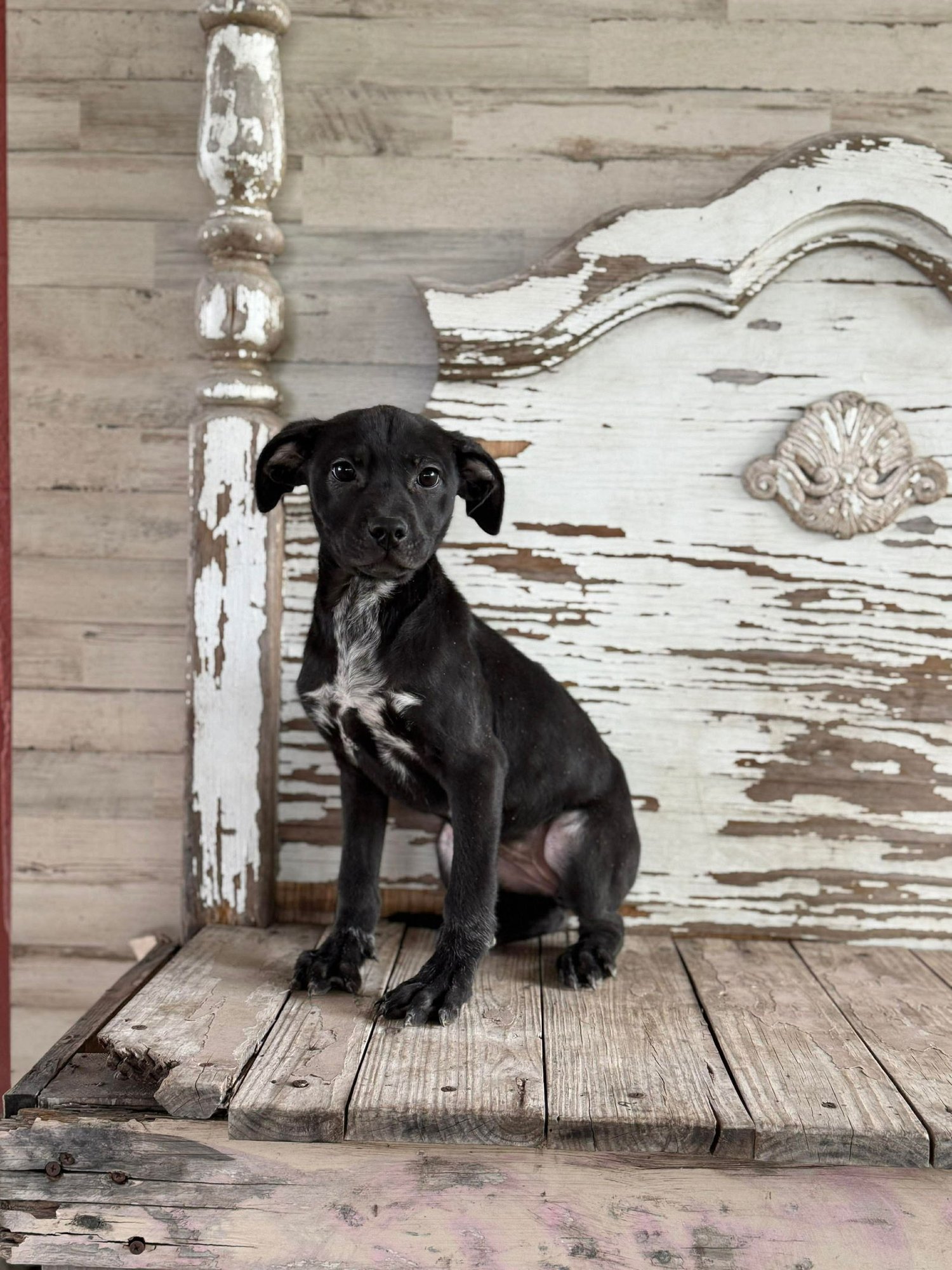 GENA ROGERS - Labrador Retriever available for adoption