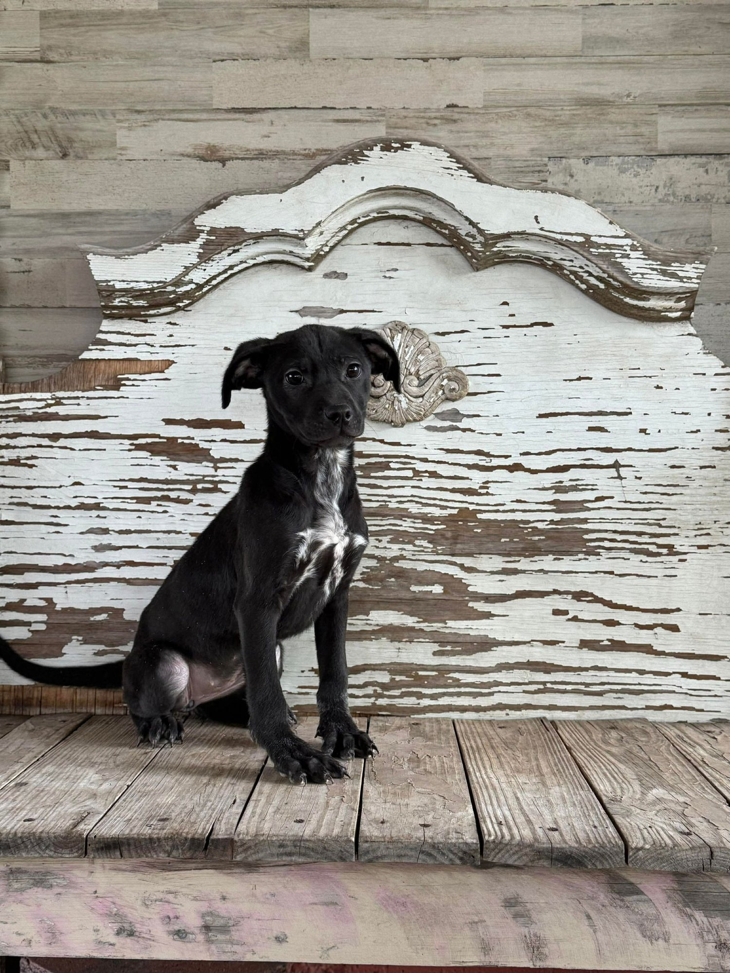 GENA ROGERS - Labrador Retriever available for adoption