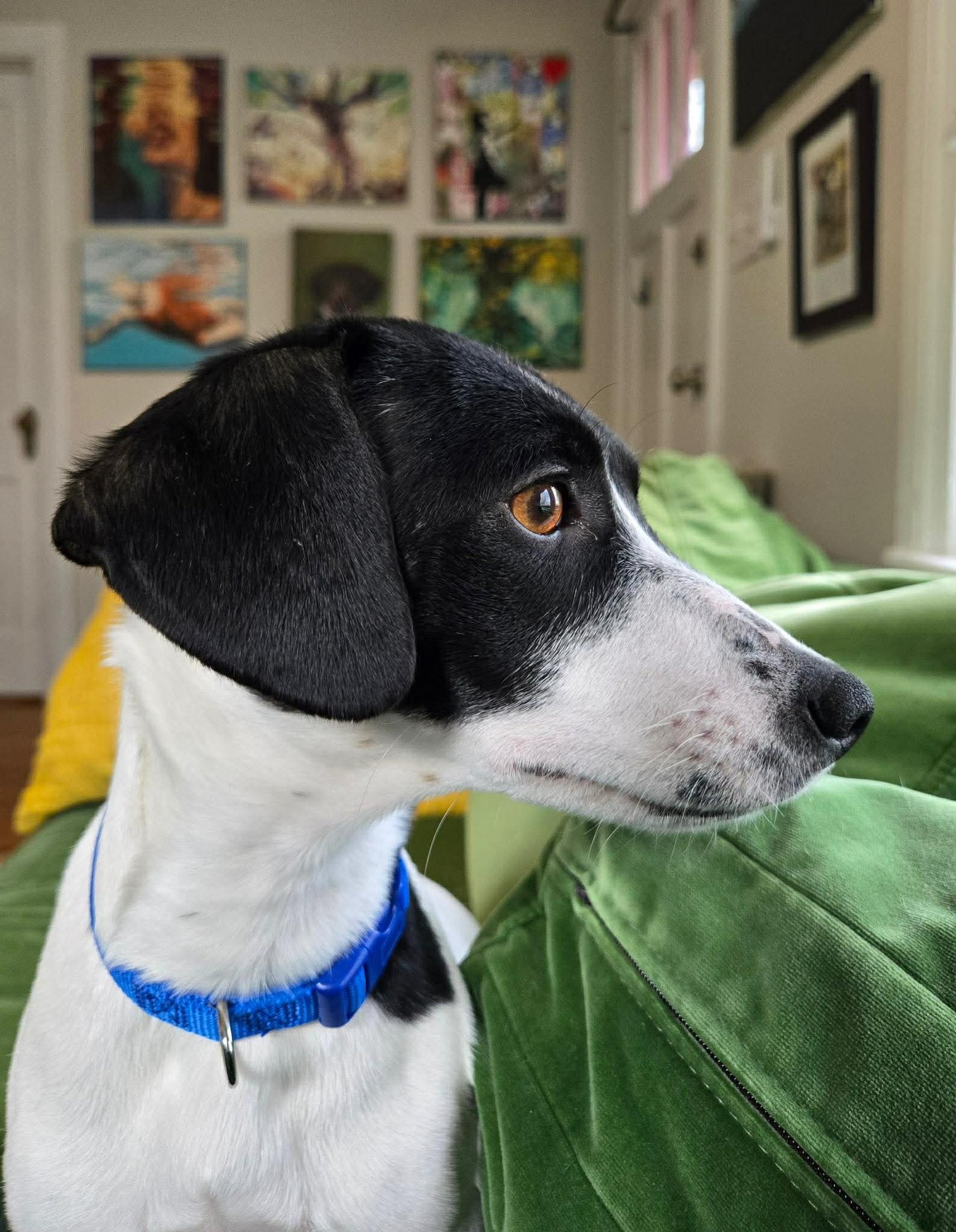 RASPBERRY ATHENS - Beagle / Jack Russell Terrier available for adoption