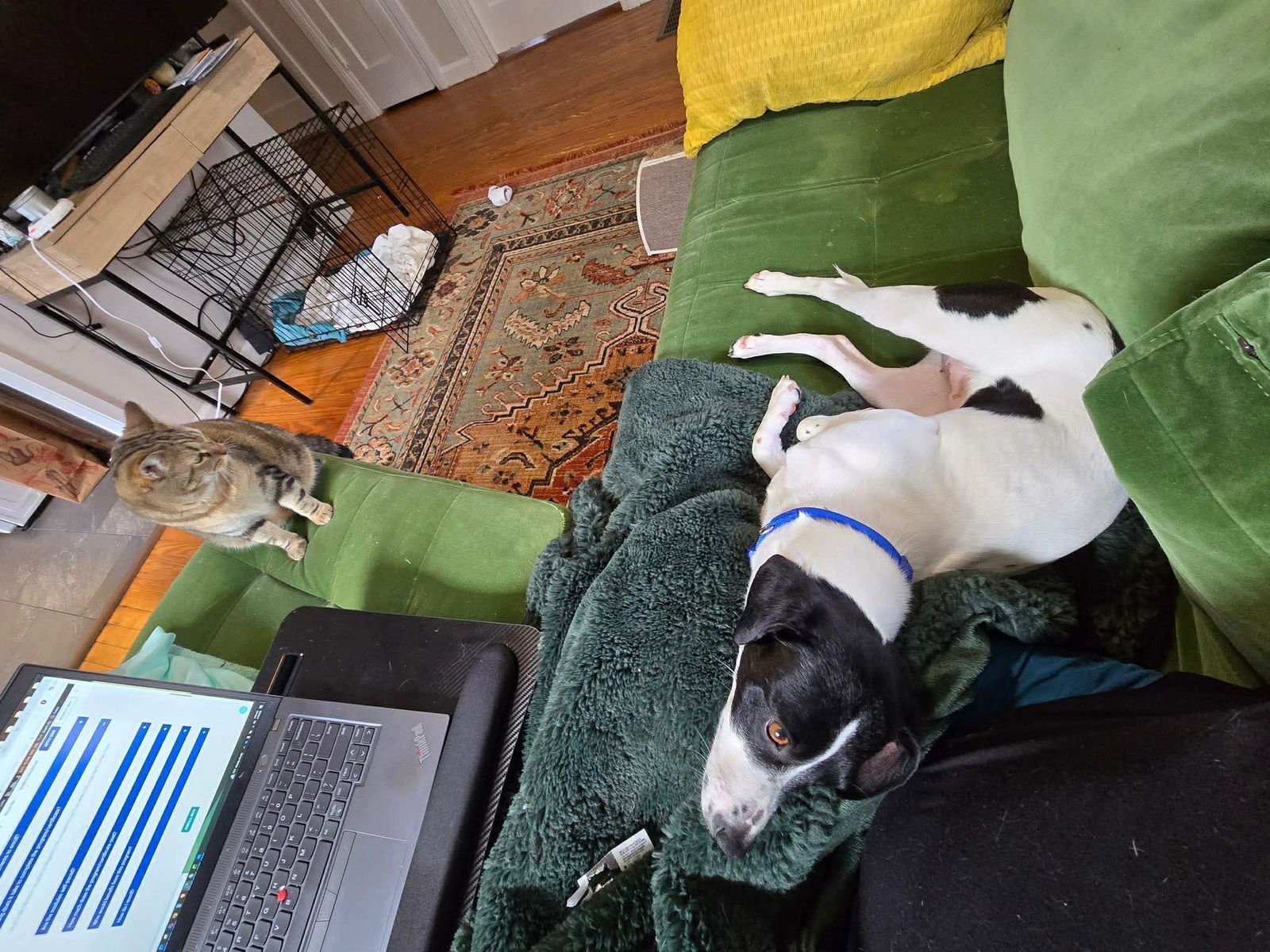 RASPBERRY ATHENS - Beagle / Jack Russell Terrier available for adoption