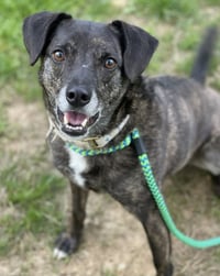 Ollie (Noah) Alabama - Photo 12