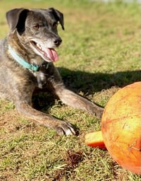 Ollie (Noah) Alabama - Photo 15