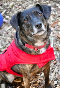 Ollie (Noah) Alabama - Photo 16