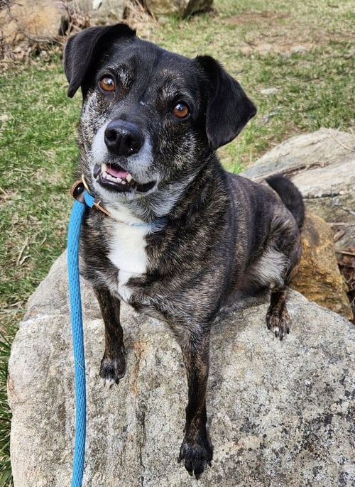 OLLIE (NOAH) ALABAMA - Terrier / Beagle available for adoption