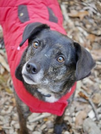 Ollie (Noah) Alabama - Photo 17