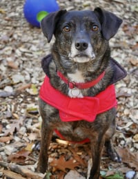 Ollie (Noah) Alabama - Photo 19