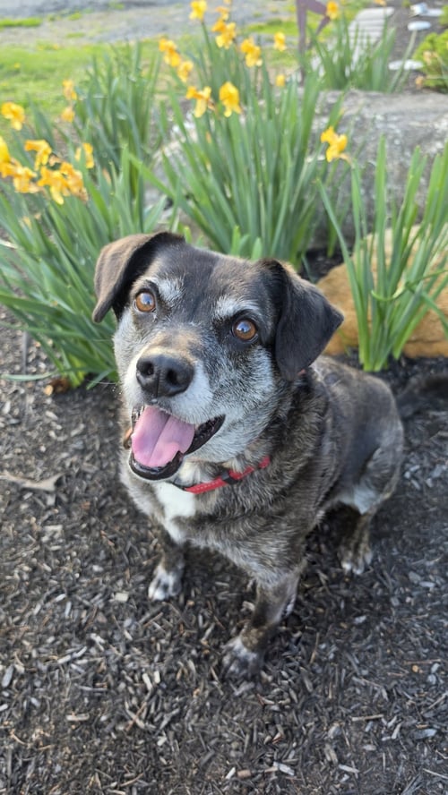 OLLIE (NOAH) ALABAMA - Terrier / Beagle available for adoption