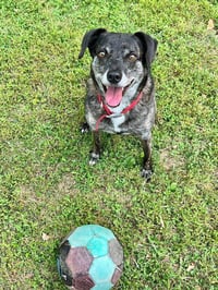 Ollie (Noah) Alabama - Photo 10