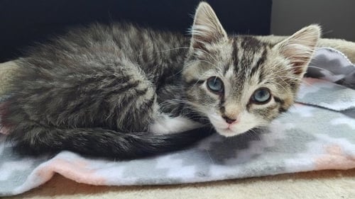 FLYNN KITTEN RM