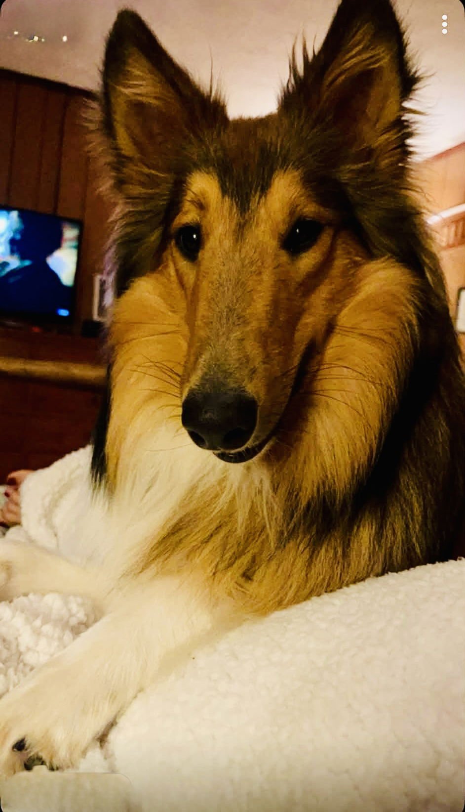 BRODY RDS BONDED PAIR WITH BONNIE RDS - Collie available for adoption