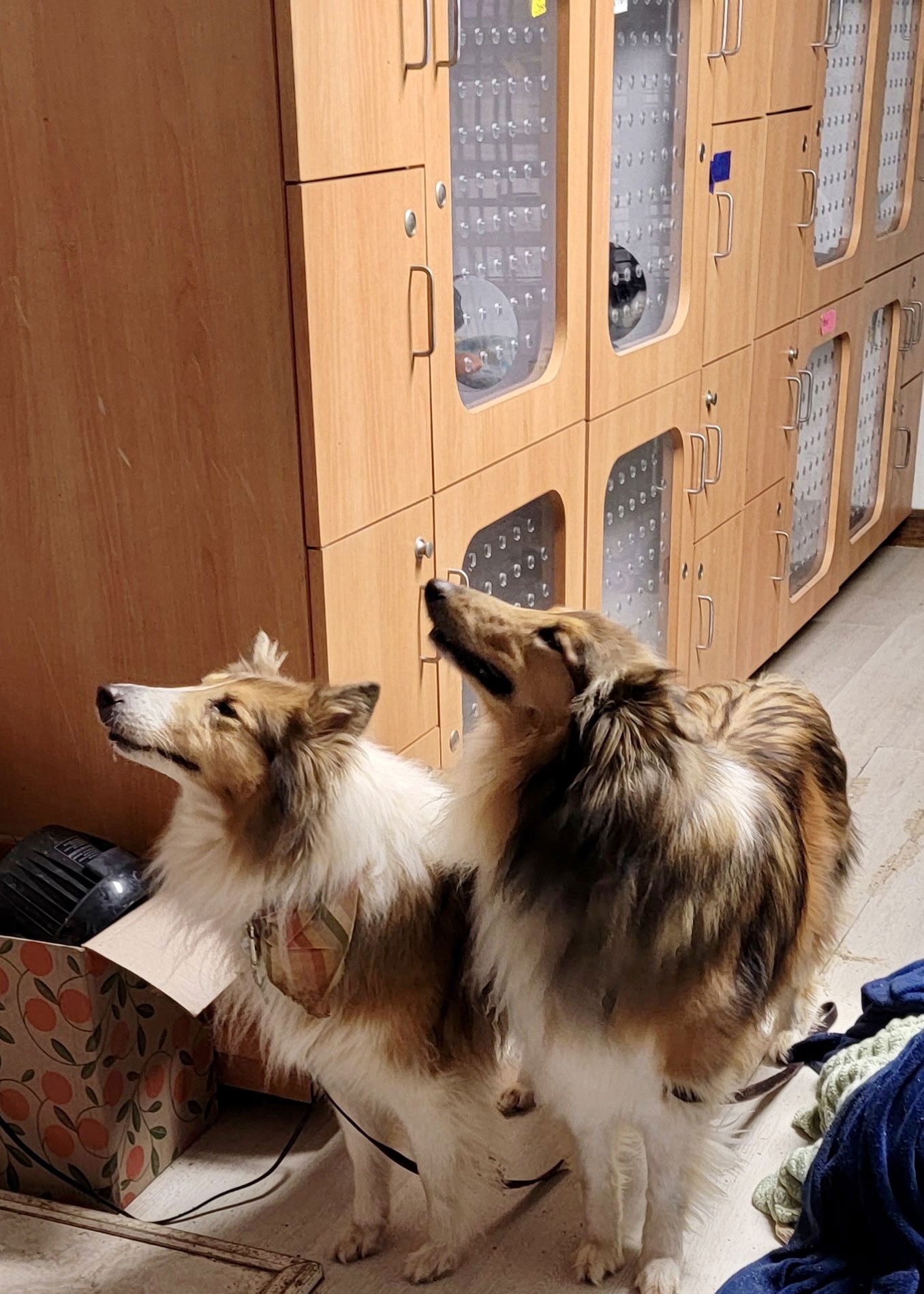 BRODY RDS BONDED PAIR WITH BONNIE RDS - Collie available for adoption
