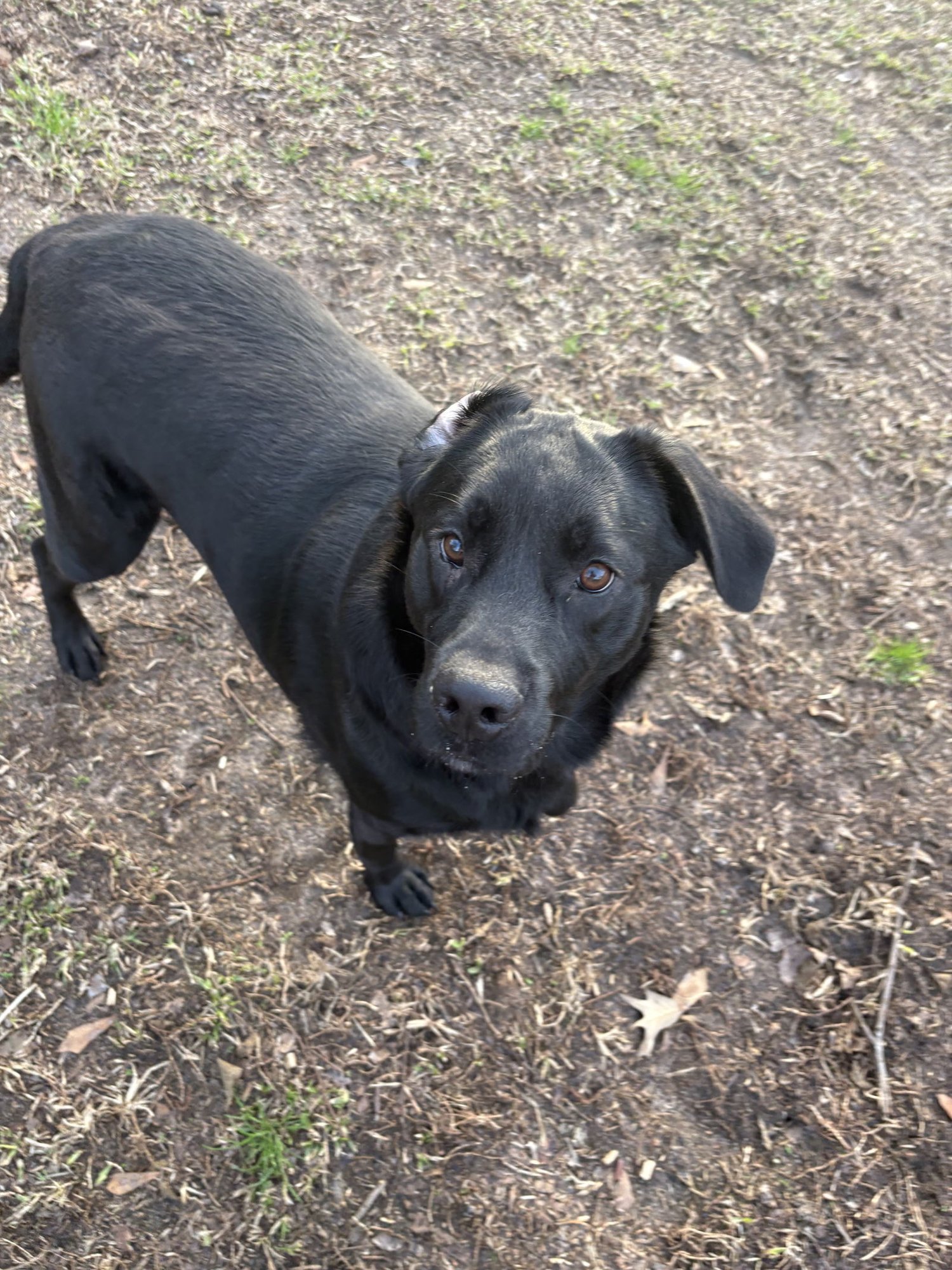 OSCAR DIXON - Black Labrador Retriever available for adoption