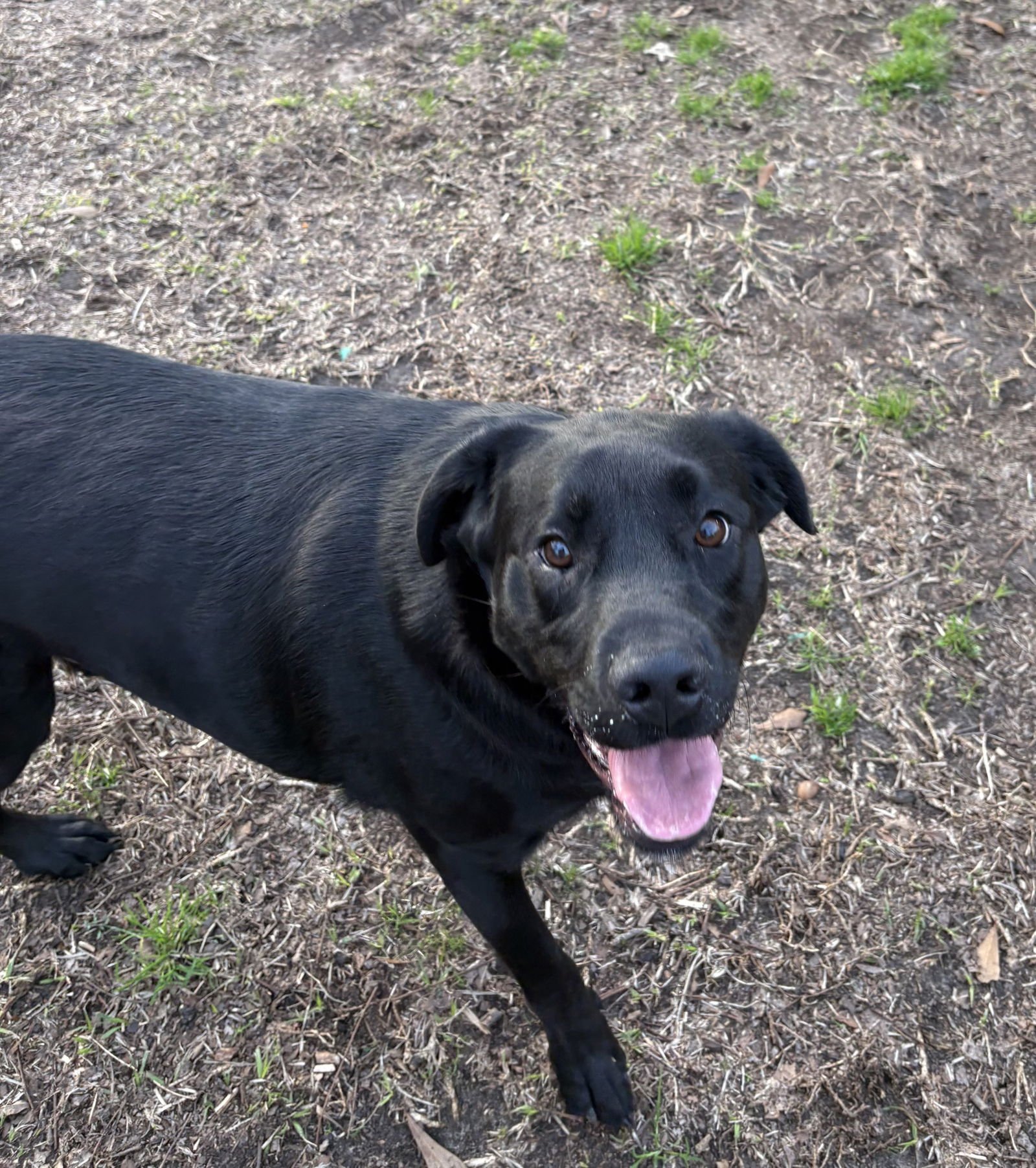 OSCAR DIXON - Black Labrador Retriever available for adoption