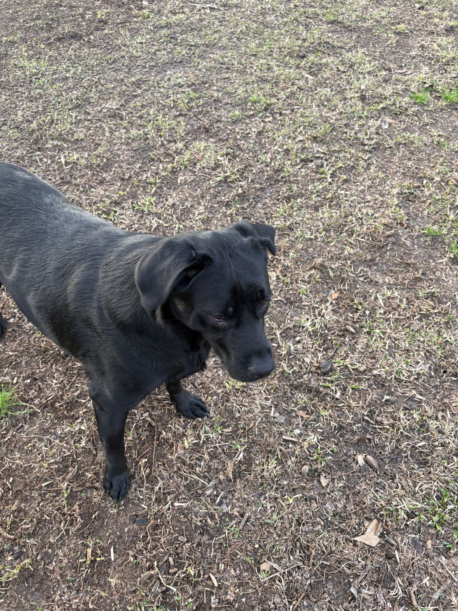 Oscar Dixon - Photo 3