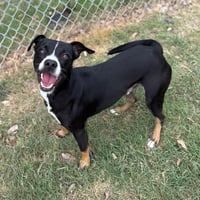 Brody GCH - Photo 4
