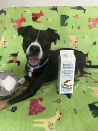 Brody GCH - Photo 1