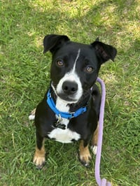 Brody GCH - Photo 2