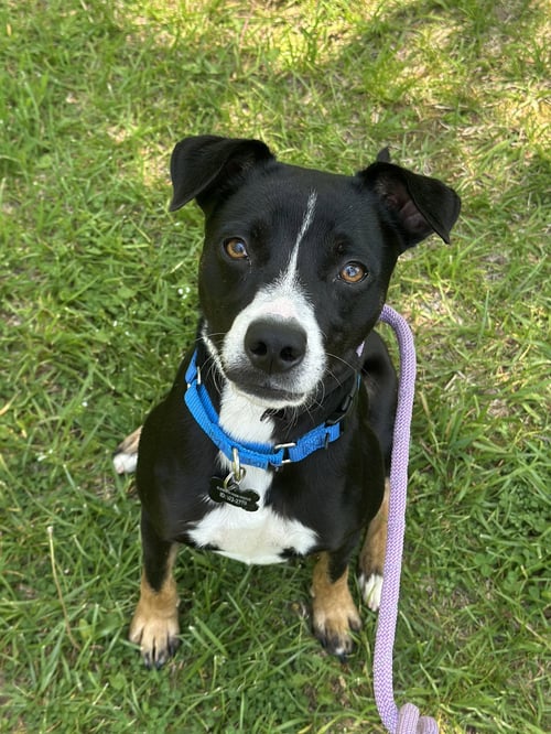 BRODY GCH - Australian Cattle Dog/Blue Heeler / Chihuahua available for adoption