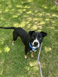 Brody GCH - Photo 6