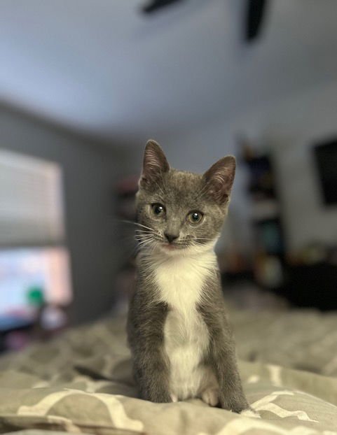 NADIA'S WILLOW KITTEN - Domestic Short Hair available for adoption