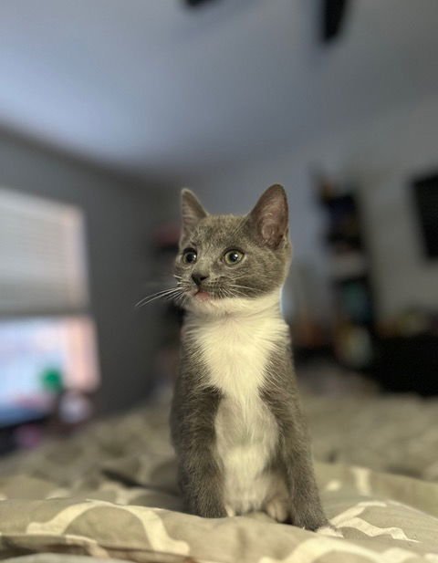 NADIA'S WILLOW KITTEN - Domestic Short Hair available for adoption