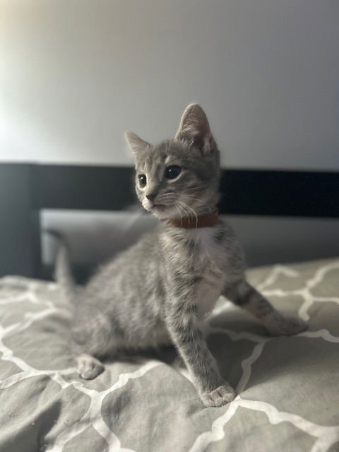 NADIA'S ROCKY KITTEN - Domestic Short Hair available for adoption