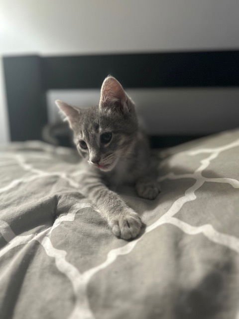 NADIA'S ROCKY KITTEN - Domestic Short Hair available for adoption