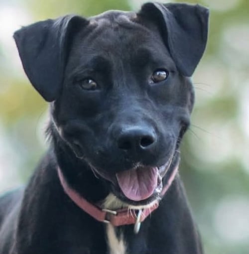 MAGNOLIA SCAS - Black Labrador Retriever available for adoption