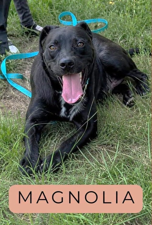 MAGNOLIA SCAS - Black Labrador Retriever available for adoption
