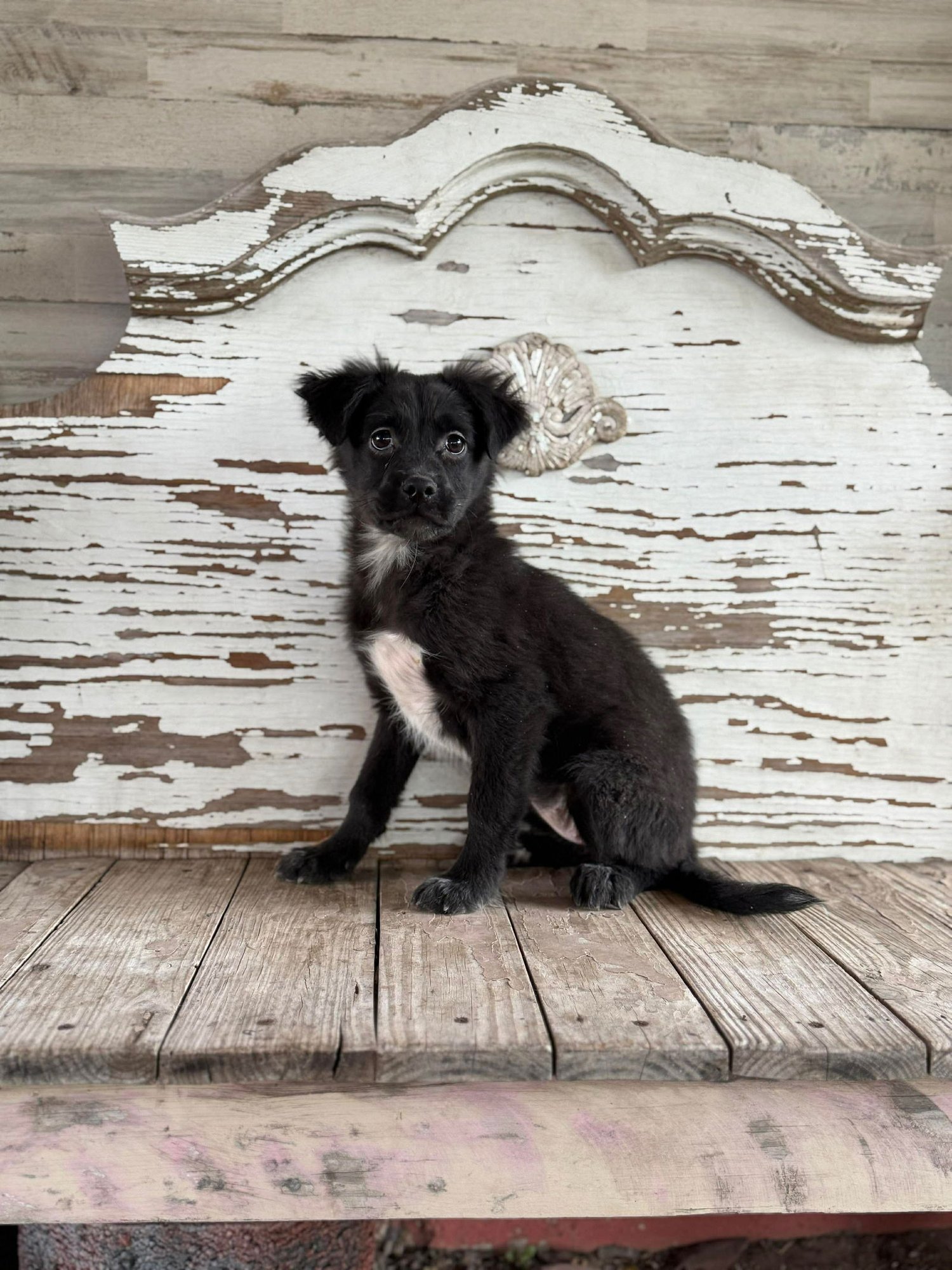 GRETA ROGERS - Schnauzer / Labrador Retriever available for adoption