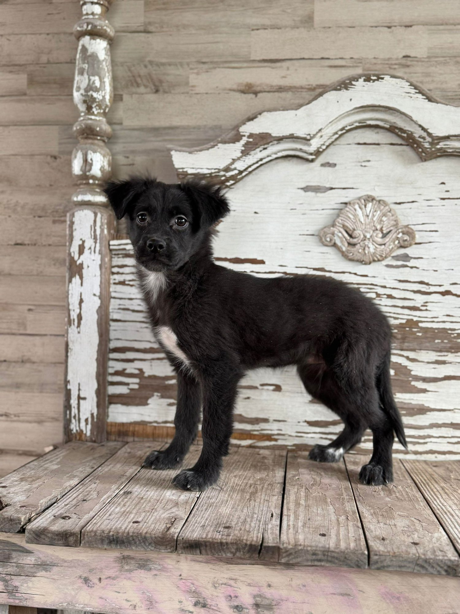 GRETA ROGERS - Schnauzer / Labrador Retriever available for adoption