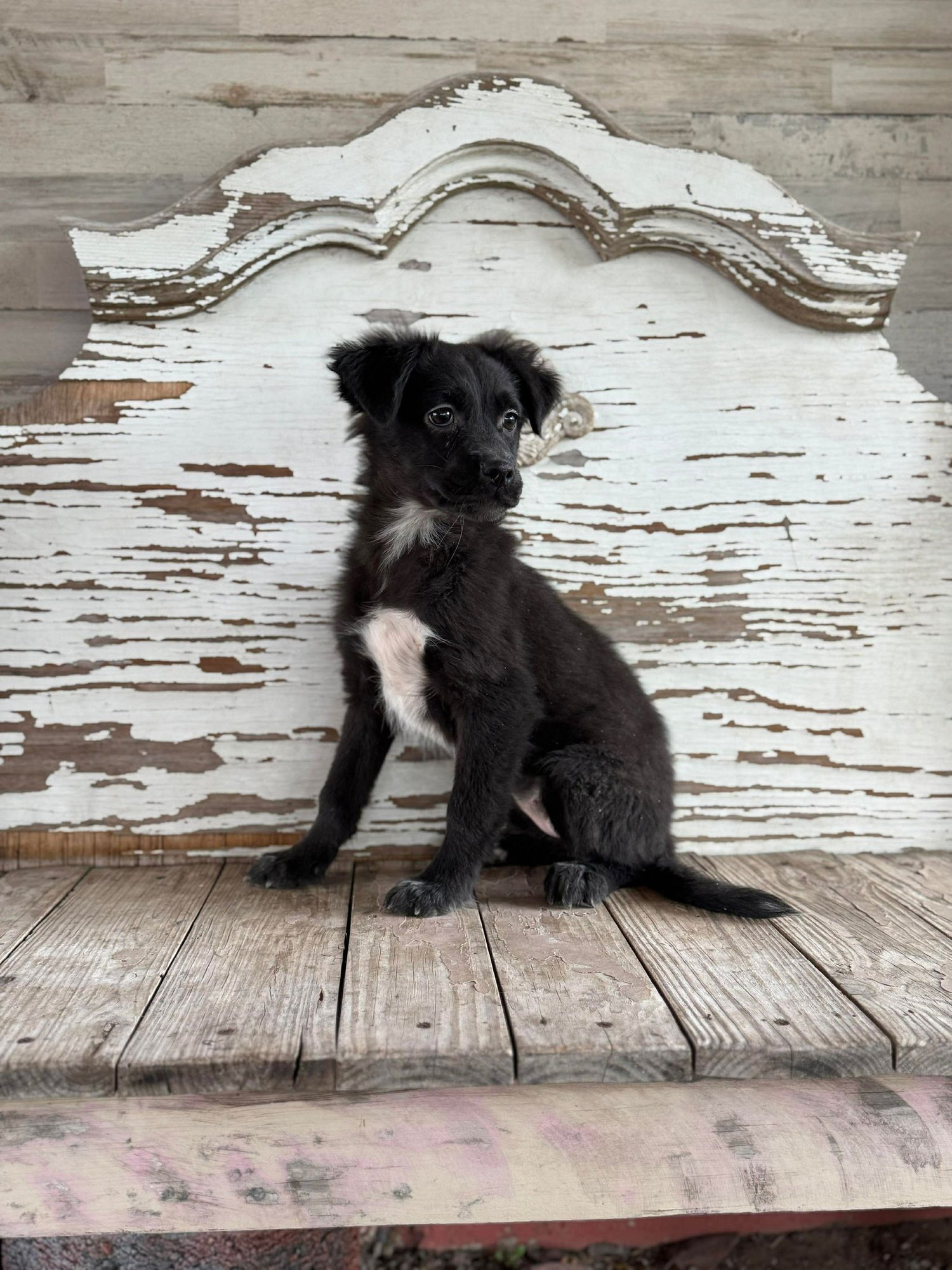 Greta Rogers - Photo 4