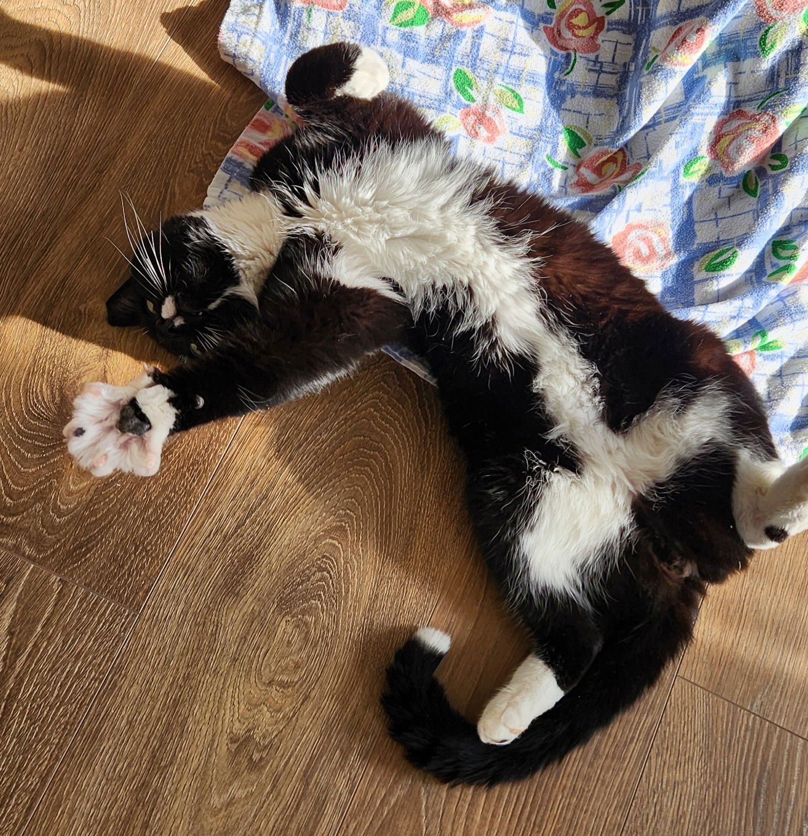 BOOP RM - Domestic Short Hair available for adoption