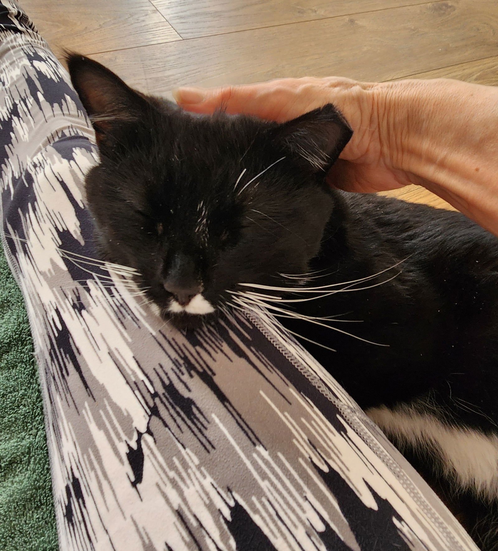 BOOP RM - Domestic Short Hair available for adoption